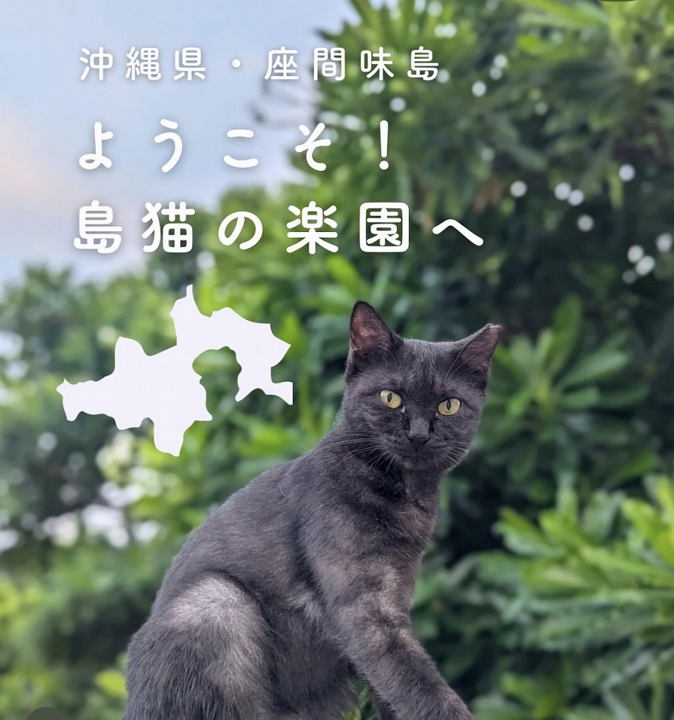 島まーる】地域猫好きなあなたにピッタリな限定新企画！ 座間味で『今